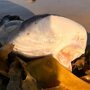 На австралийский пляж выбросило странное существо