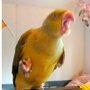 На украинском Авито продают попугая, который не говорит на мове