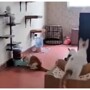 Переполох в питомнике из-за прыжка кота попал на видео