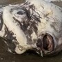 На берег в Австралии выбросило гигантскую рыбину
