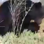 Мужчина собирает черемшу вместе с медведями