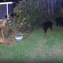Медвежья драка: два огромных хищника дерутся на заднем дворе Флориды