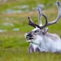 Норвежские олени пришли в Мурманскую область и наелись на 418 млн рублей