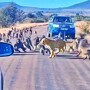 50 бабуинов напали на леопарда посреди дороги
