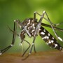 Дерматолог объяснила, почему некоторые люди становятся "магнитами" для комаров