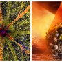 25 лучших снимков конкурса микрофотографии Nikon Small World 2023