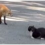 Встреча лисы и кота на дороге