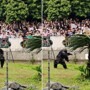 В Китае шимпанзе без причины бросил камень в голову посетителя зоопарка