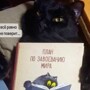 Китайцы создают программу, способную «переводит» кошачий язык на человеческий