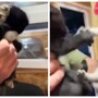 Котёнок не хочет покидать приют без своего брата