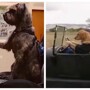 Автошкола для собак