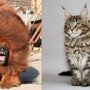 Самая дорогая собака и самая большая кошка в мире (32 фото)