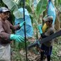 Как собирают и выращивают бананы (15 фото)