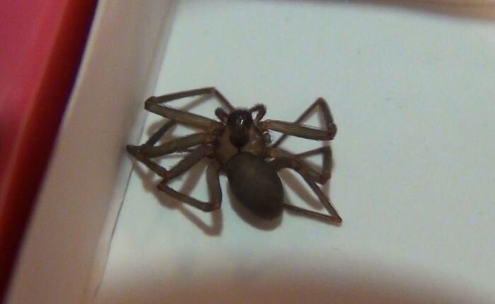 Девушку укусил паук (19 фото)