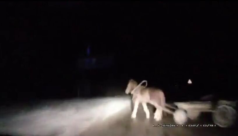 Видео дня