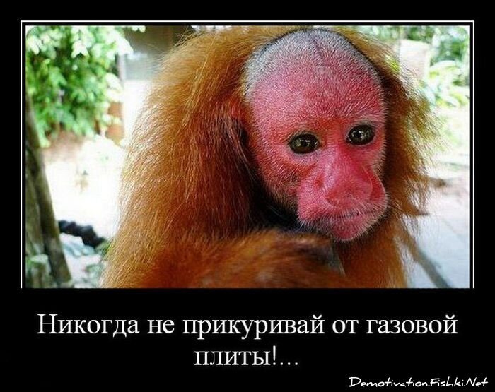 Смешной демотиватор от zubrilov за 20.01.2012 №100567