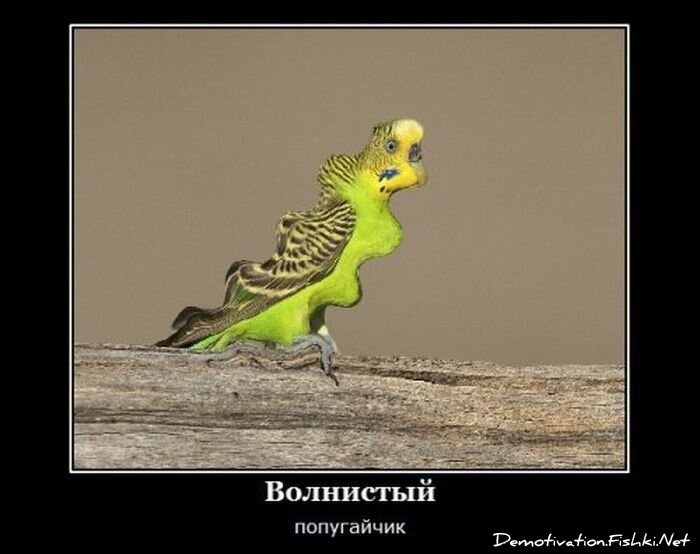 Смешной демотиватор от zubrilov за 25.01.2012 №100828