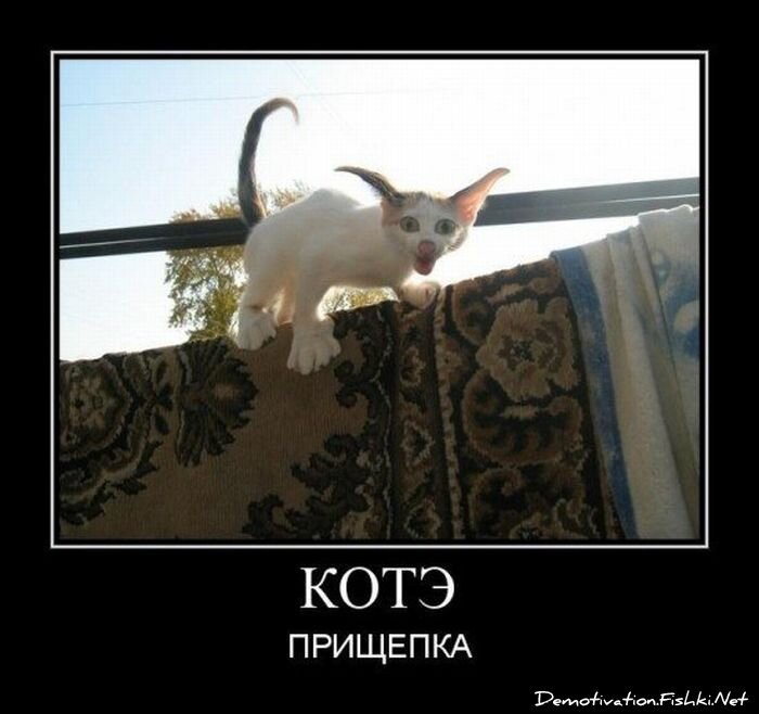 Демотиватор