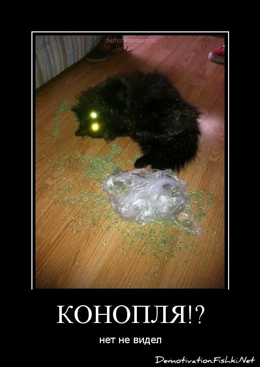 Смешной демотиватор от zubrilov за 24.02.2012 №104305