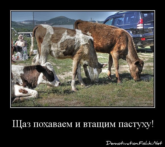 Щаз похаваем и втащим пастуху!