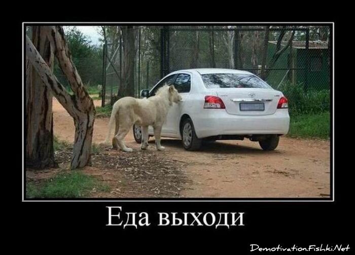 Демотиватор
