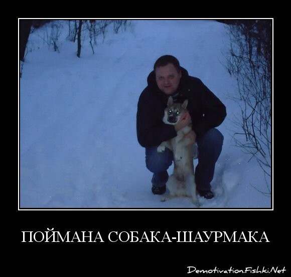 Поймана Собака-Шаурмака