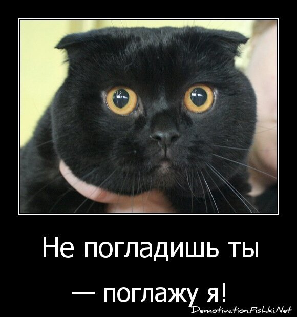 Не погладишь ты
