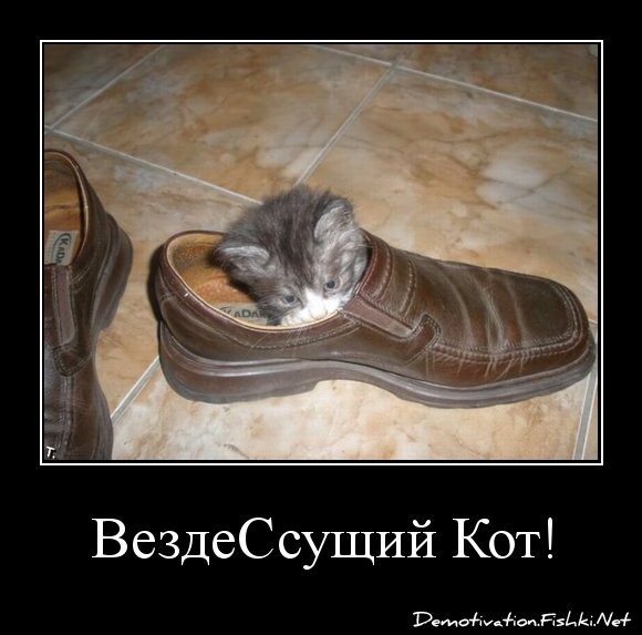 ВездеСсущий Кот!