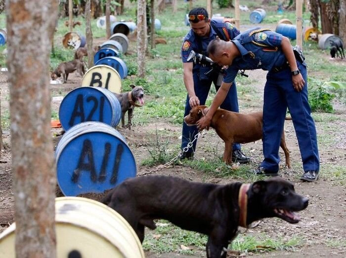 На Филиппинах защитники животных обнаружили собачий концлагерь (17 фото)