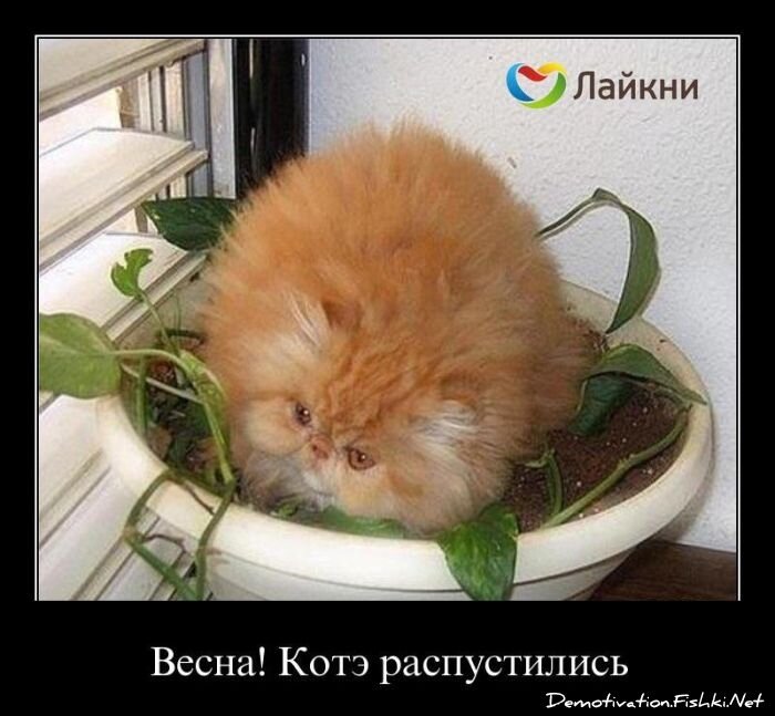 Смешной демотиватор от zubrilov за 06.04.2012 №108770