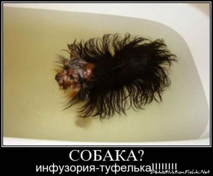 Смешной демотиватор от zubrilov за 13.04.2012 №109434