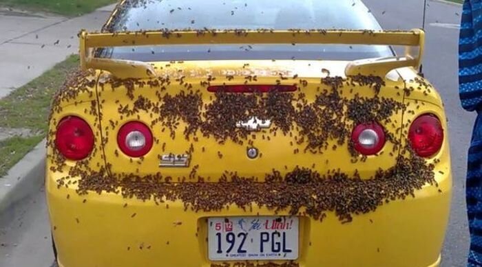 Американские пчелы любят американские машины (6 фото)