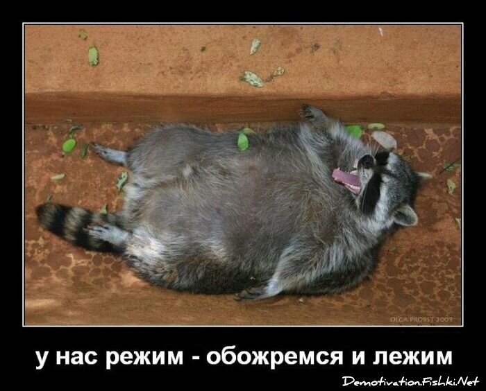 Смешной демотиватор от zubrilov за 25.05.2012 №113769