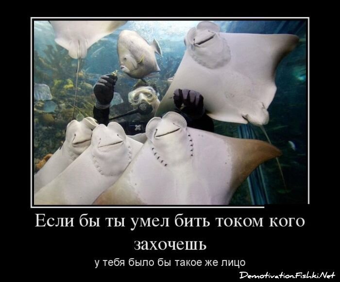 Смешной демотиватор от zubrilov за 25.05.2012 №113800