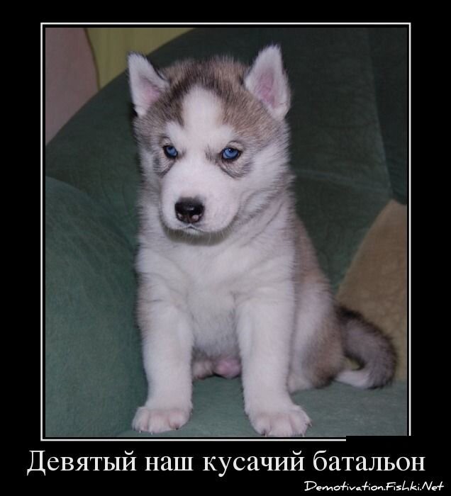 Смешной демотиватор от zubrilov за 30.05.2012 №114103