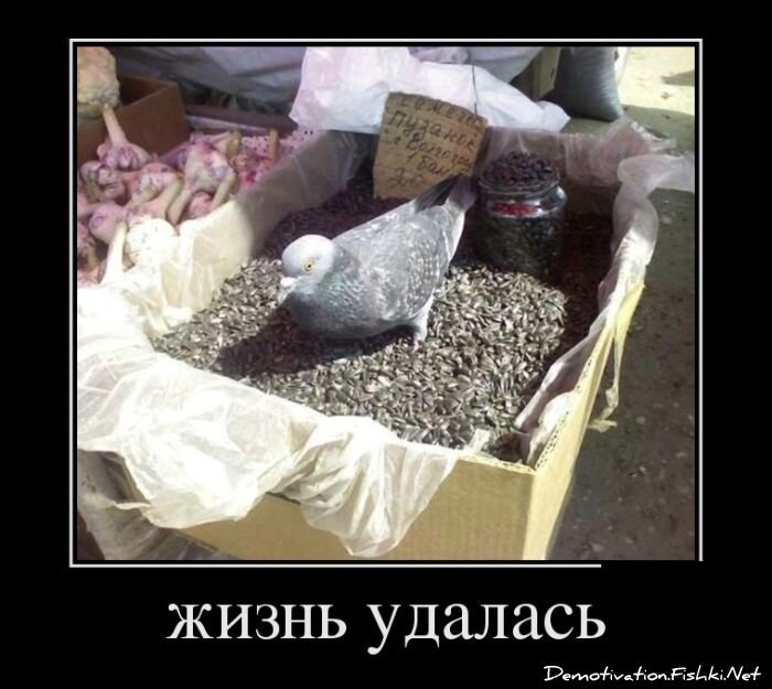 Смешной демотиватор от zubrilov за 01.06.2012 №114389