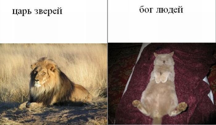 Свежий фотоприкол