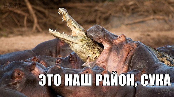 Новый фотоприкол