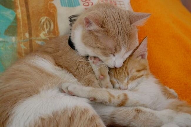 Спящие коты (38 фото)