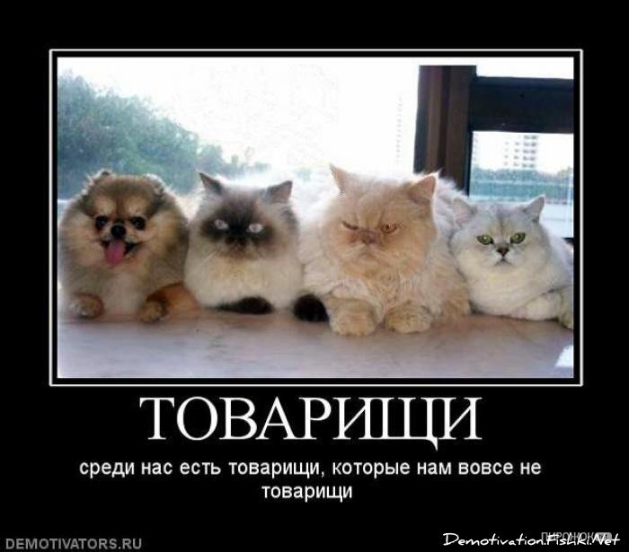 Смешной демотиватор от zubrilov за 02.07.2012 №118622