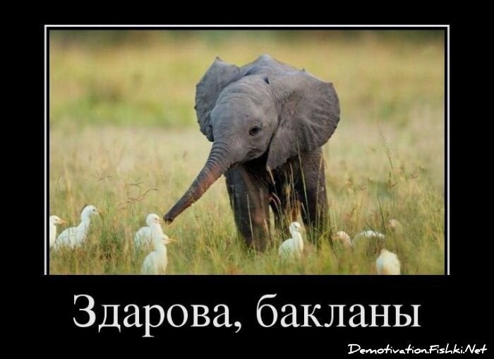 Демотиватор