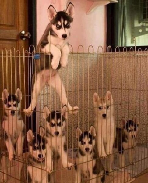 Пикантный фотоприкол