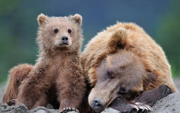 Интересные факты о медведях (7 фото)