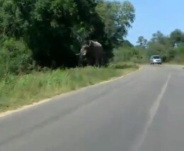 Слон хотел напасть на машину