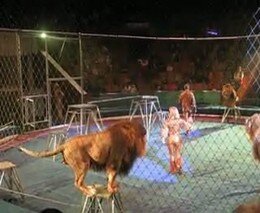 Лев чуть не растерзал дрессировщика