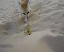 Лиса против скорпиона