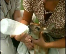 Бедное животное