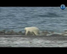 Белый медведь против моржа