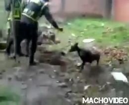 Колумбийская полиция и собака