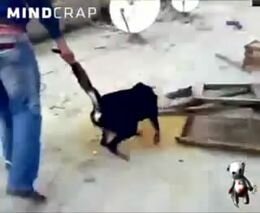 Издевательство над собакой. Жесть